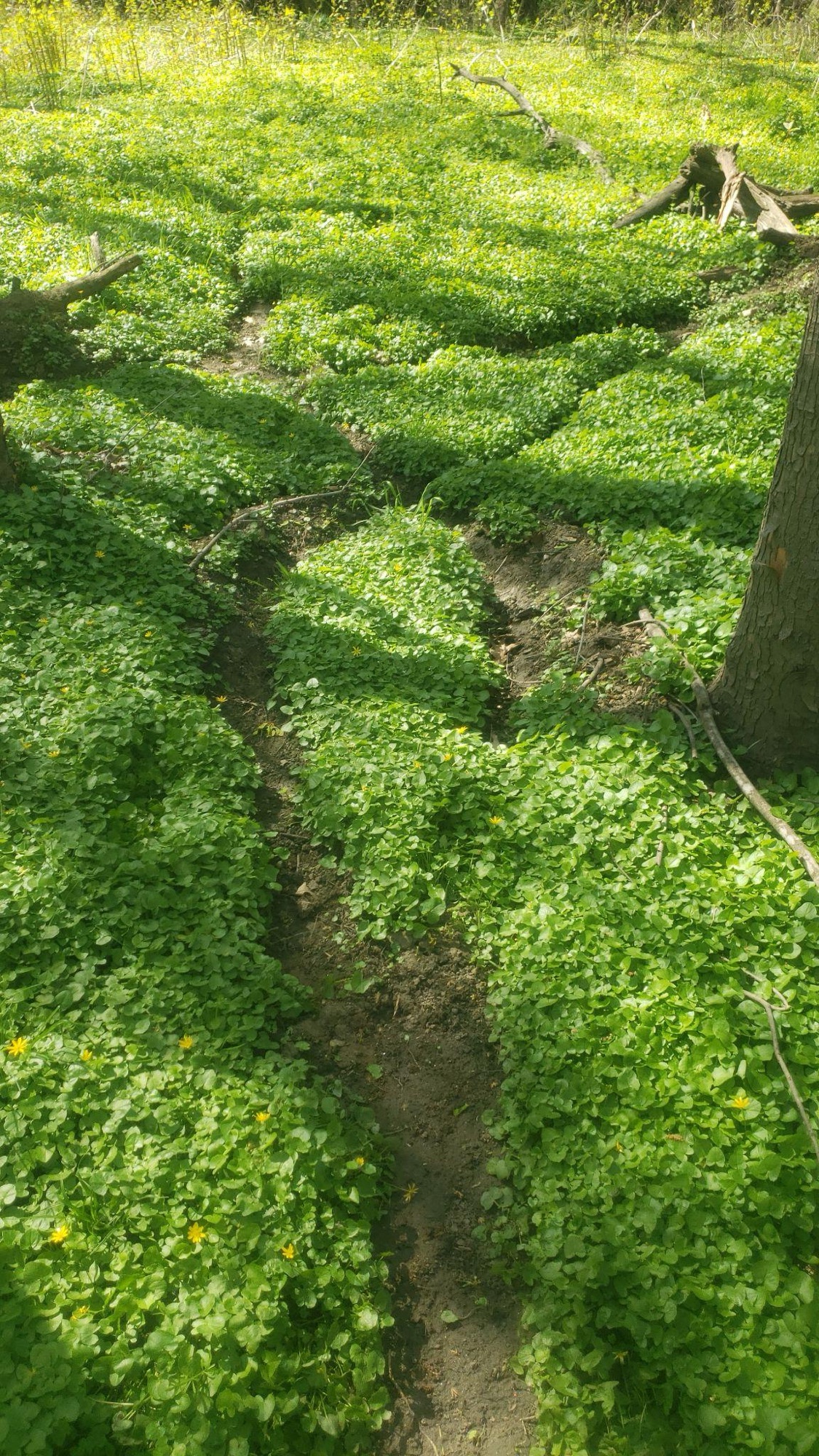 Progress in the Crik